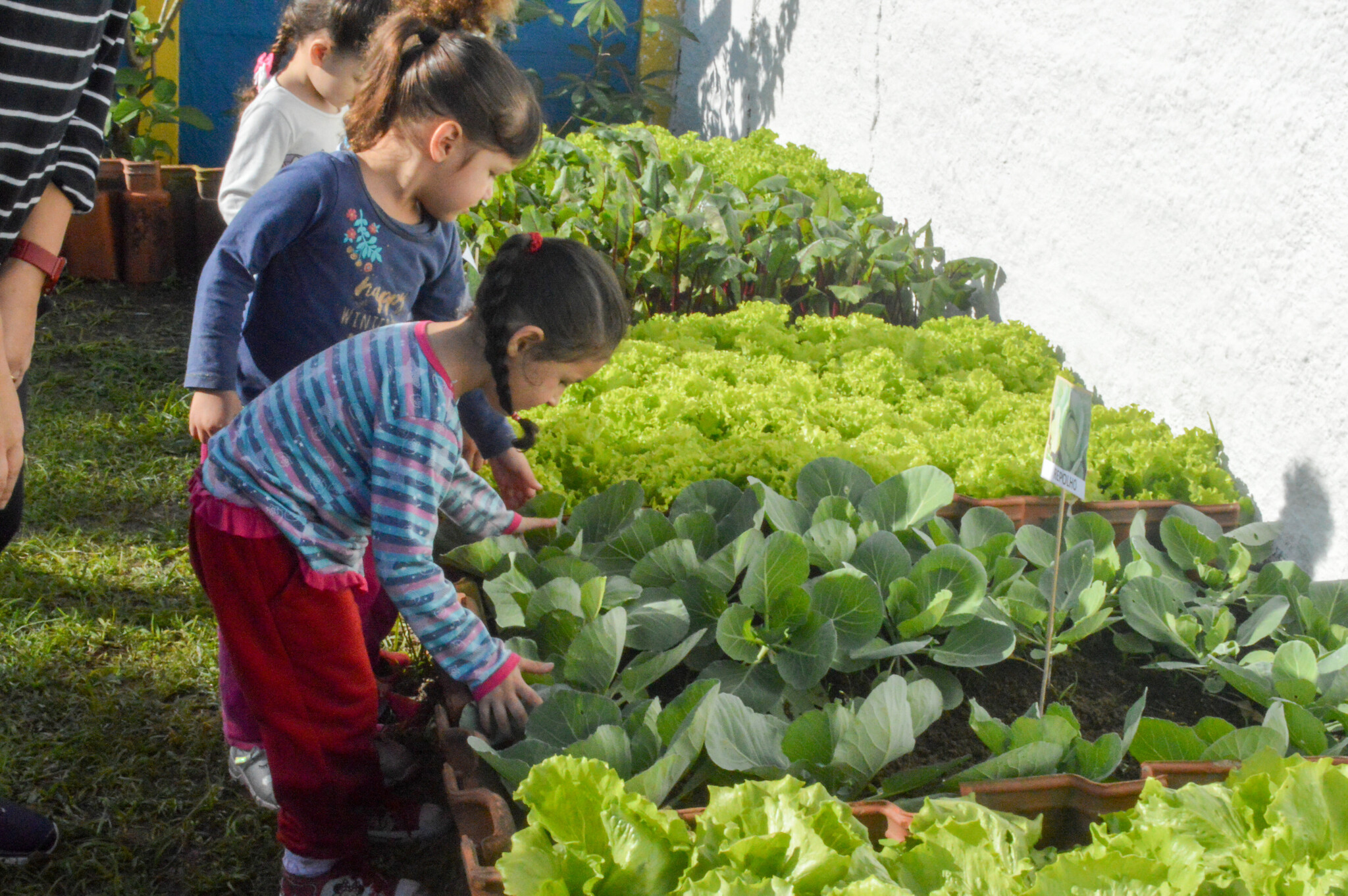 Crianças de Guarujá ajudam no plantio e colheita de horta orgânica