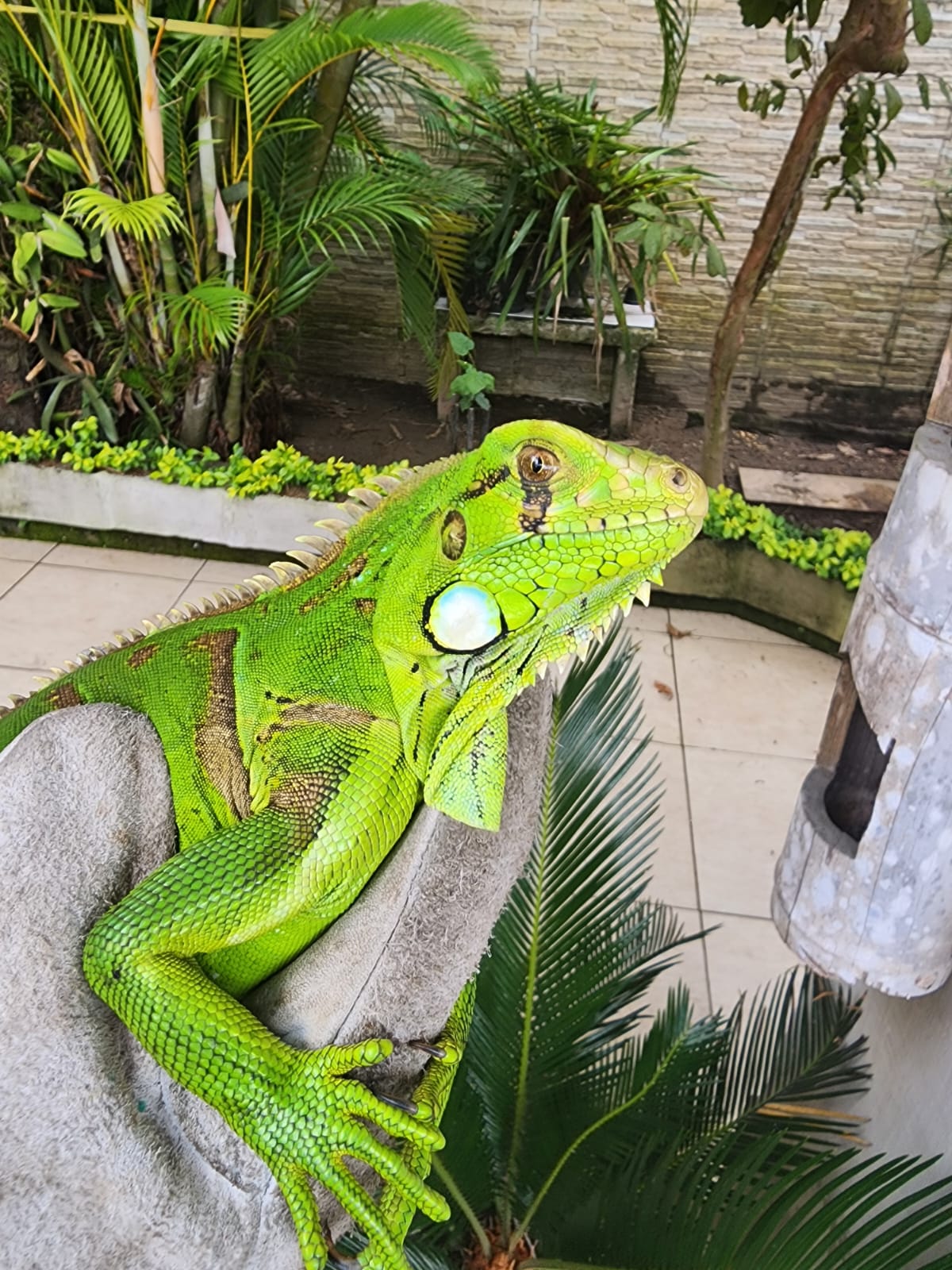 Grupamento de Defesa Ambiental resgata iguana no Jardim Progresso