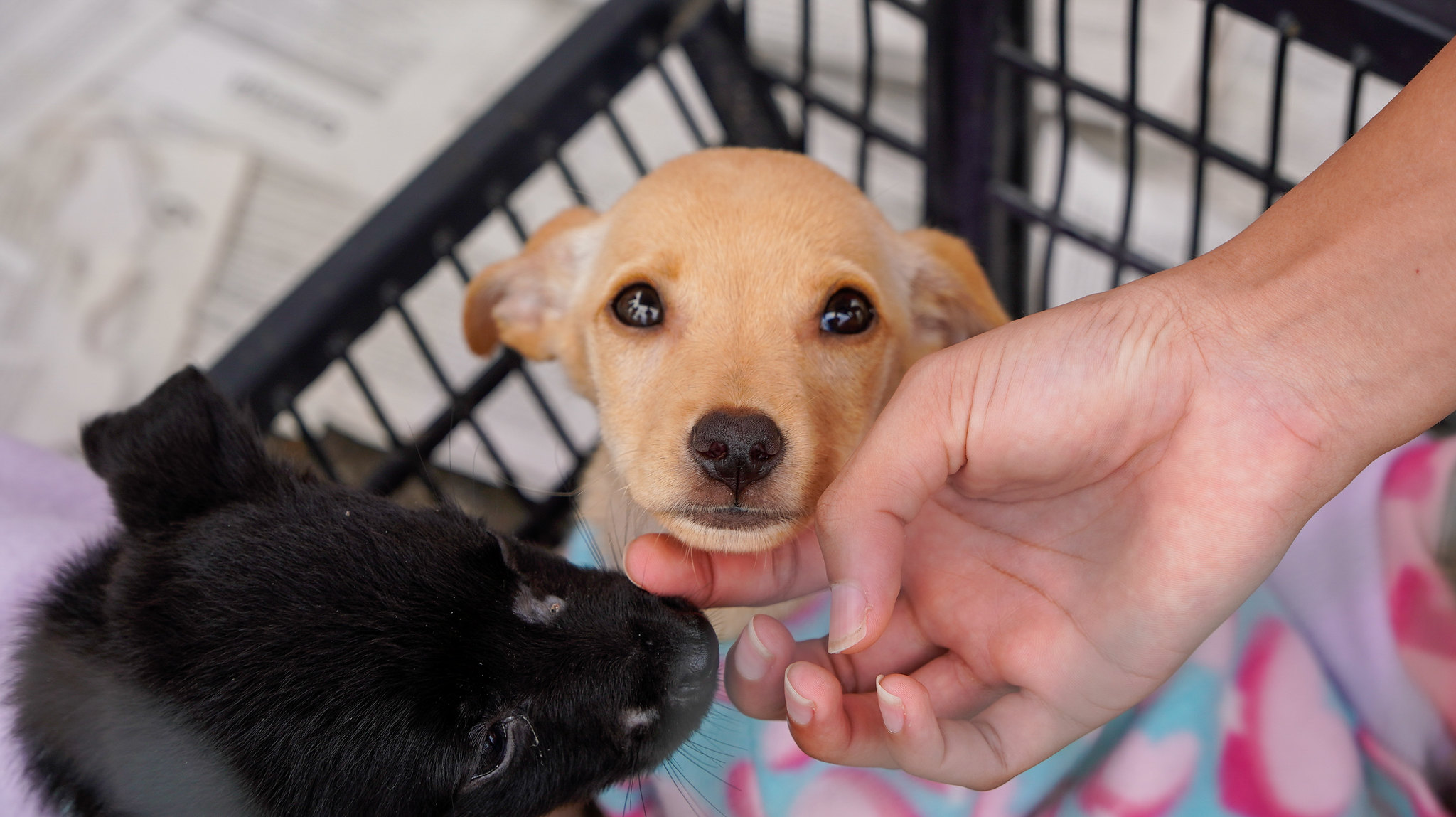Guarujá promove feira de adoção de cães e gatos neste sábado